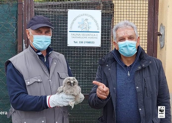 gufo Mazzotta e Dino Valenti