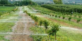 IMG-20240813-WA0021