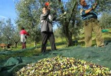 Ribera: Sabato assemblea degli agricoltori per la crisi settore olivicolo